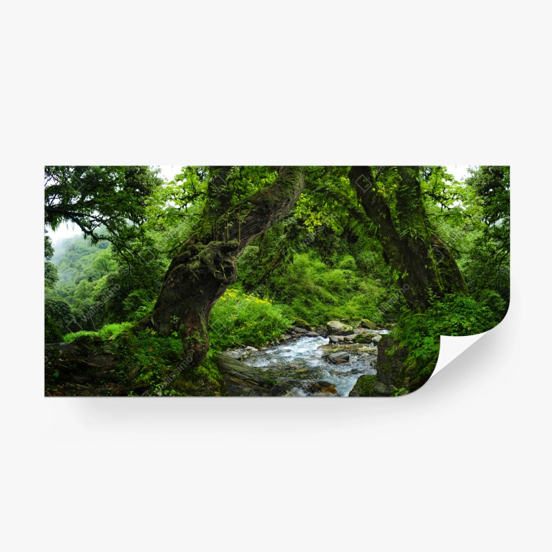 Fototapete moosiger waldbach panorama – Wallnifity®