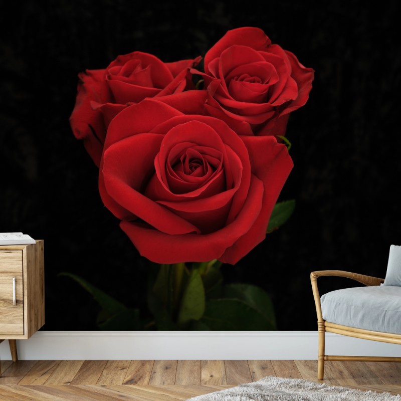 Fototapete rote rosen vor schwarzem hintergrund – Wallnifity®