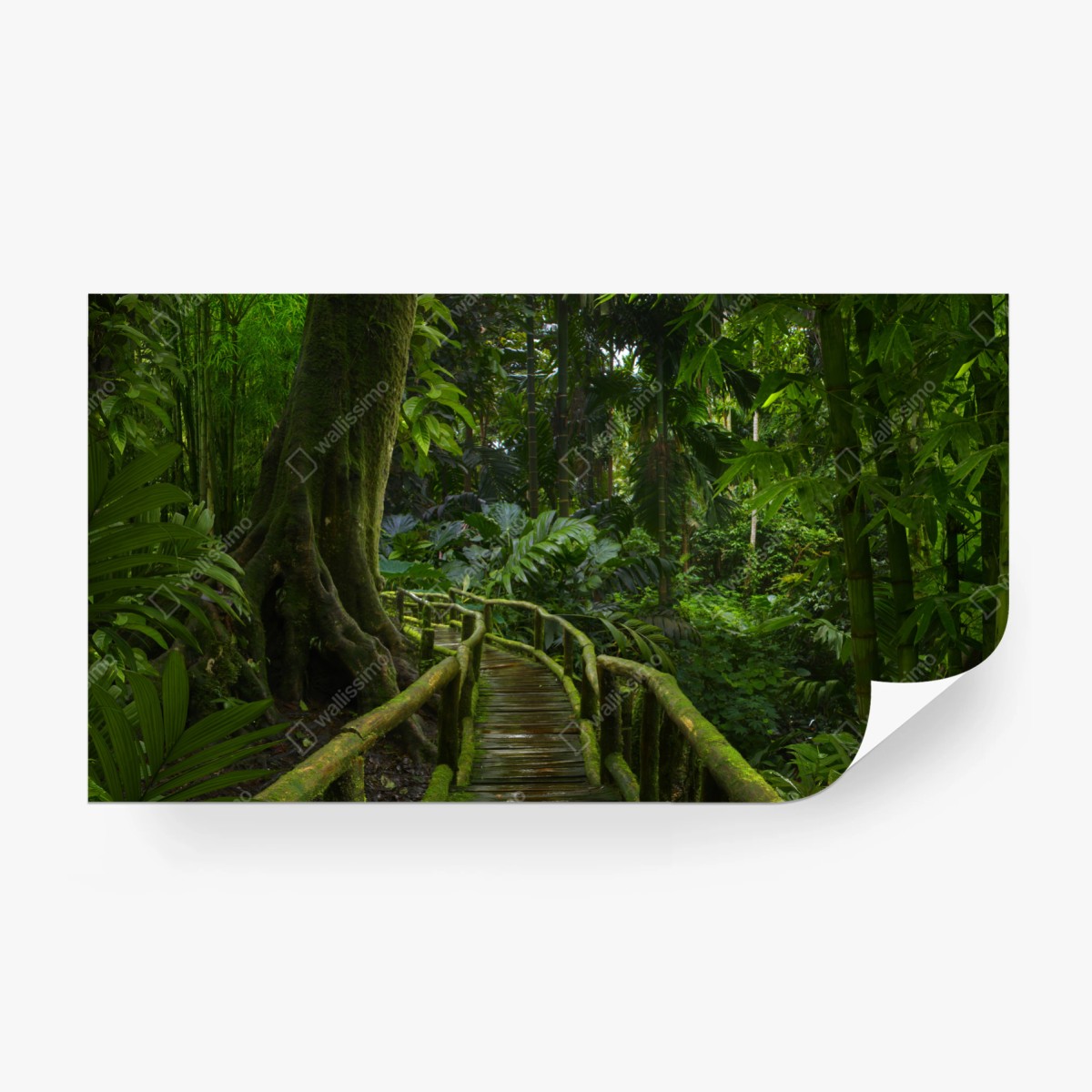 Fototapete ruhiger dschungelsteg durch üppigen regenwald – Wallnifity®