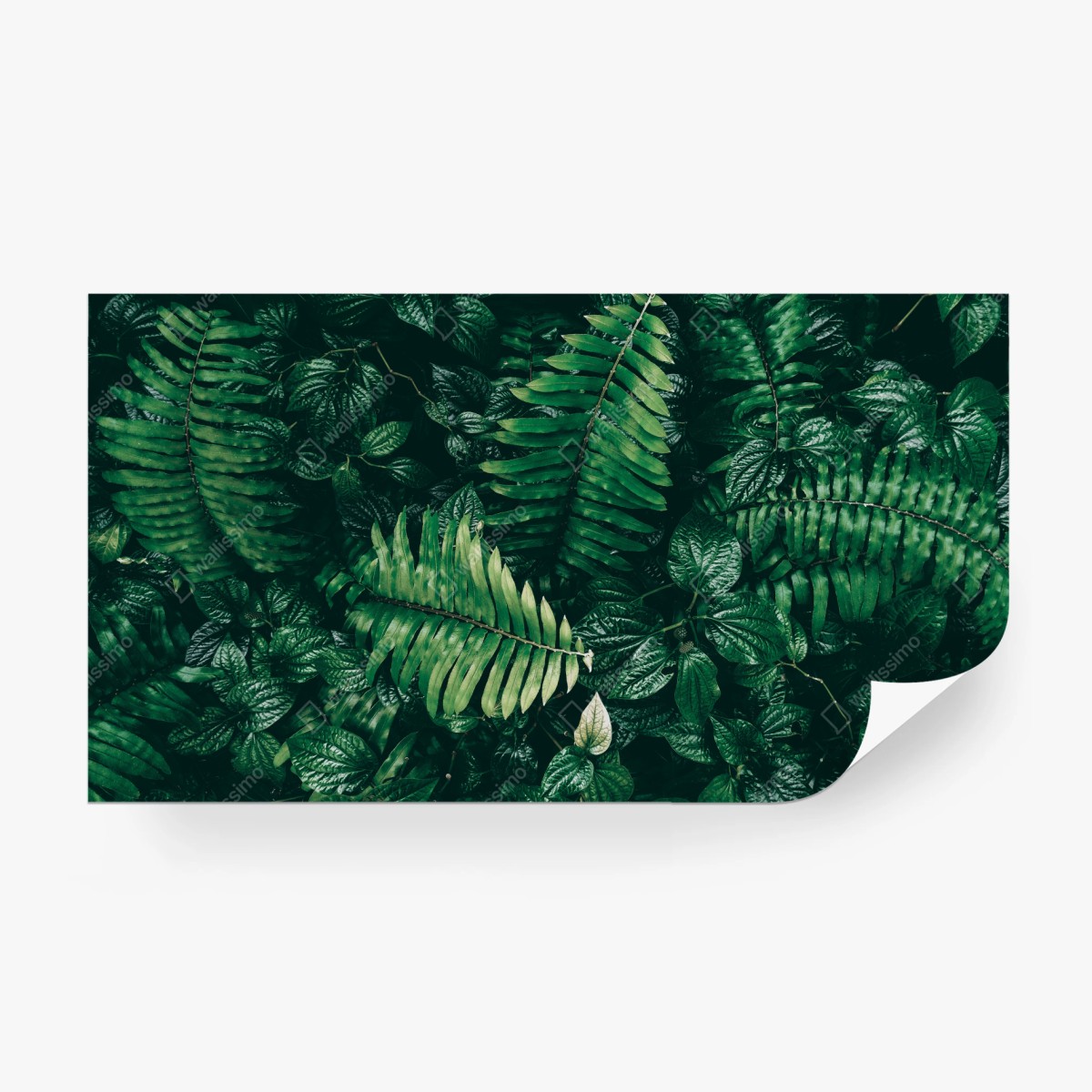 Fototapete üppige tropische blätter – Wallnifity®