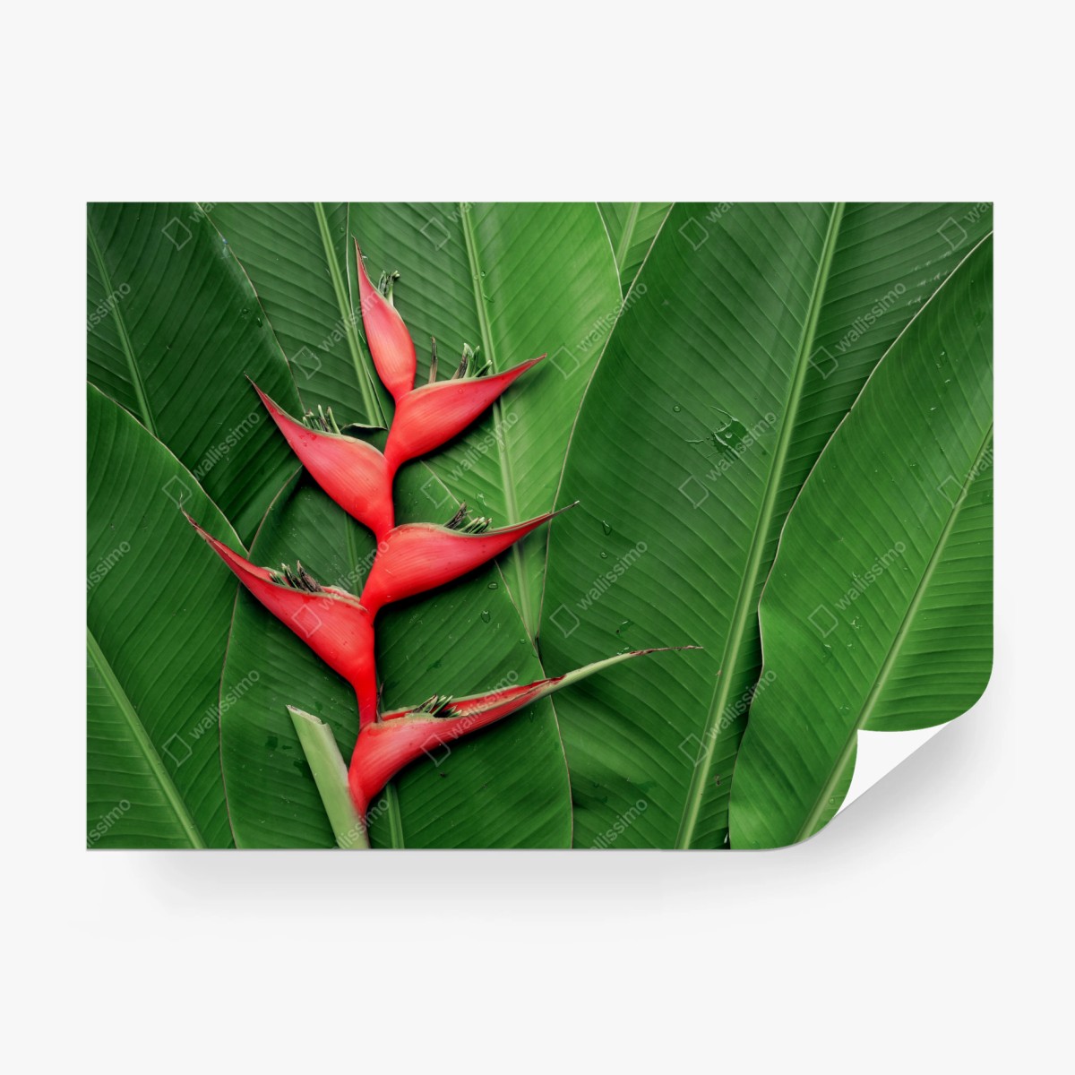 Fototapete leuchtende heliconia auf tropischen blättern – Wallnifity®