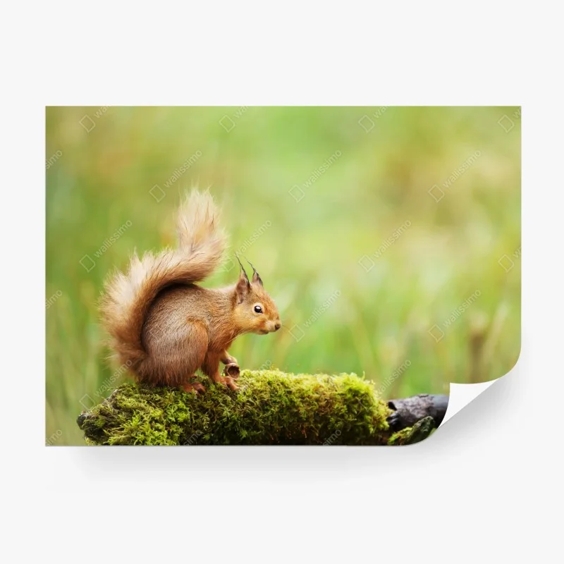 Fototapete rotes eichhörnchen auf moosigem stamm