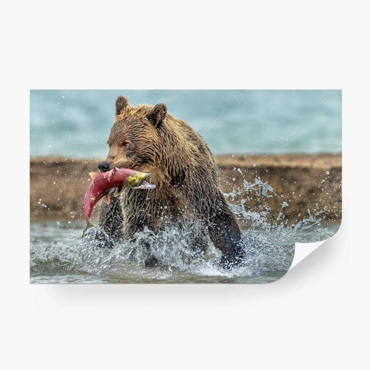 Fototapete braunbär fängt lachs im fluss – Wallnifity®