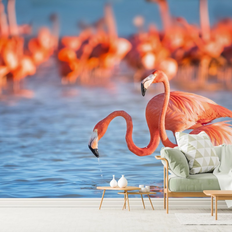 Fototapete anmutige flamingos im flachen wasser – Wallnifity®