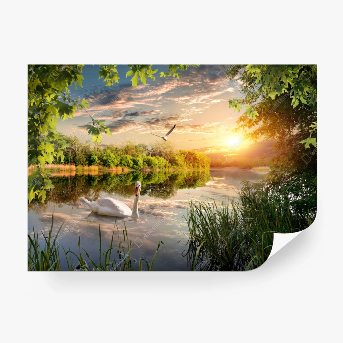 Fototapete sonnenuntergang mit schwan auf stillem see – Wallnifity®