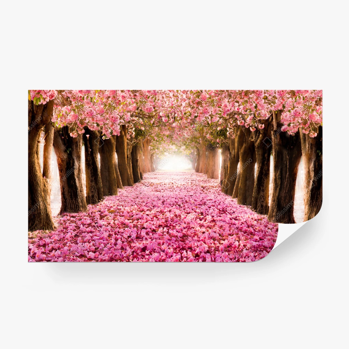 Fototapete rosa blütenallee unter kirschbäumen – Wallnifity®
