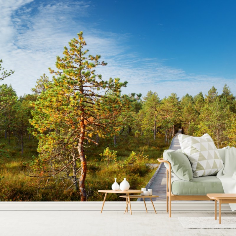 Fototapete sonniger steg durch den kiefernwald – Wallnifity®