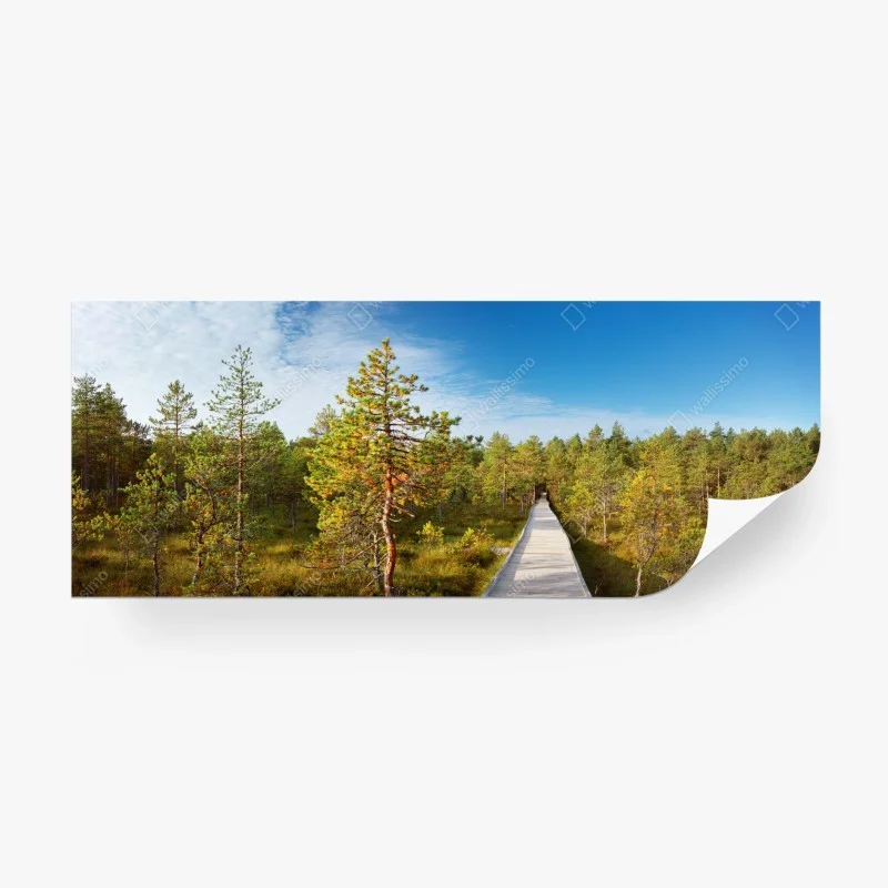 Fototapete sonniger steg durch den kiefernwald – Wallnifity®