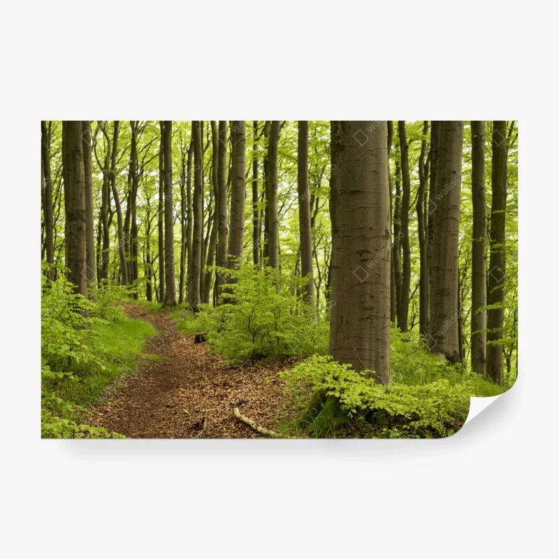 Fototapete ruhiger grüner waldweg – Wallnifity®