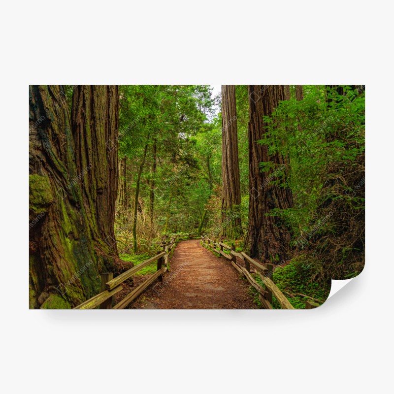 Fototapete sanftes aquarellmuster mit eukalyptusblättern – Wallnifity®