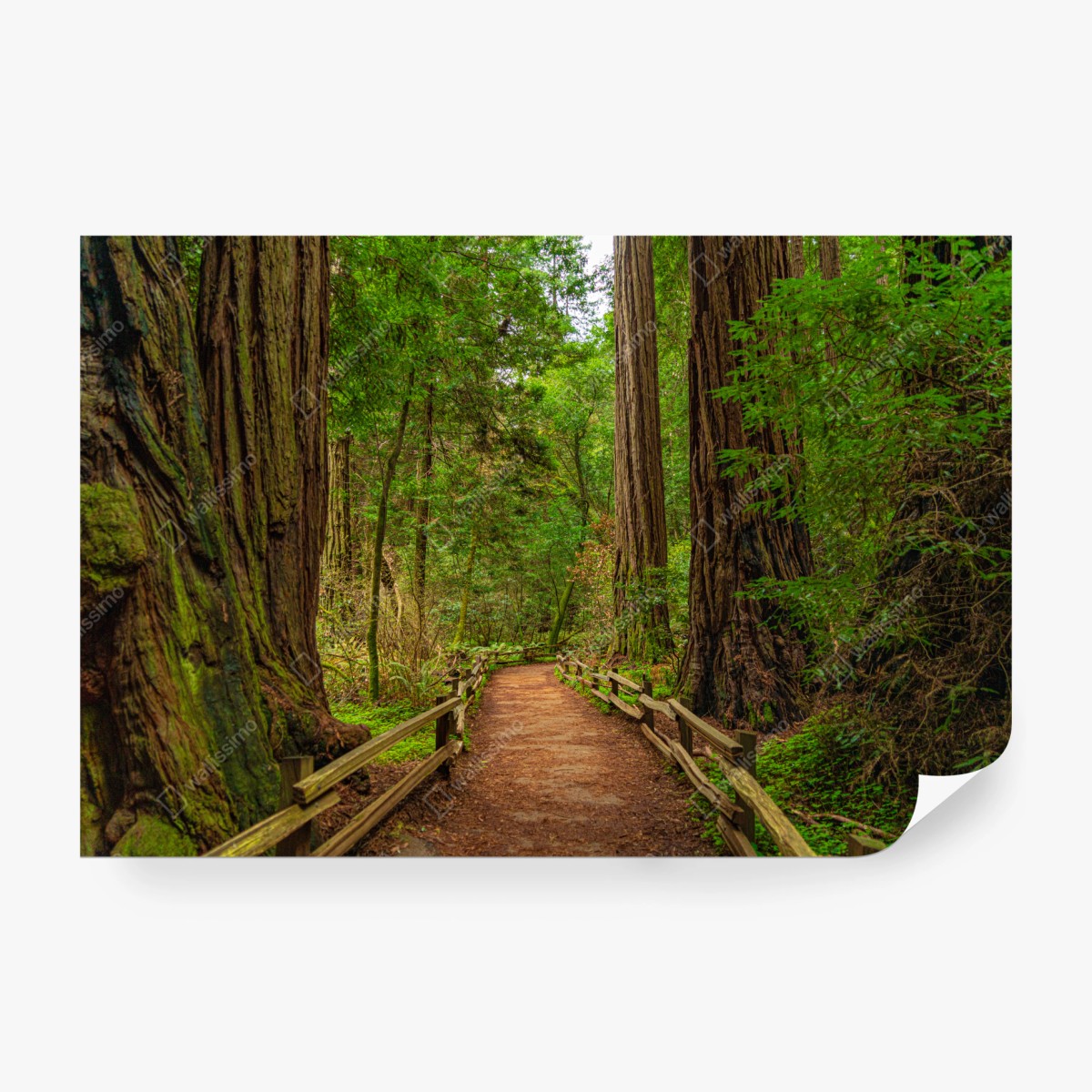 Fototapete majestätischer waldpfad zwischen mammutbäumen – Wallnifity®