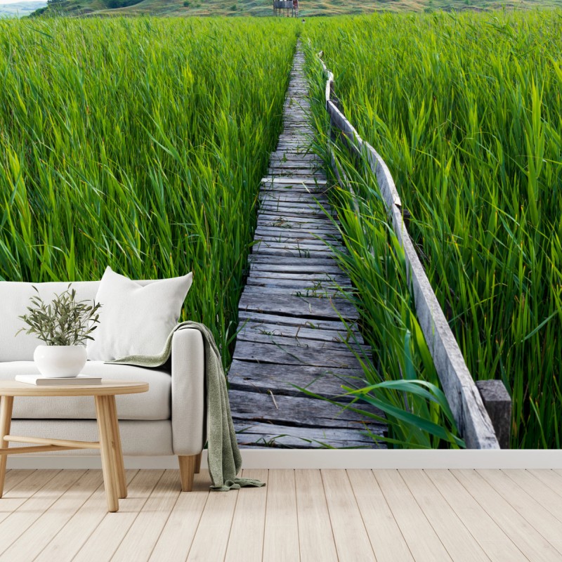Fototapete ruhiger grüner steg durch schilfland zur rustikalen hütte – Wallnifity®