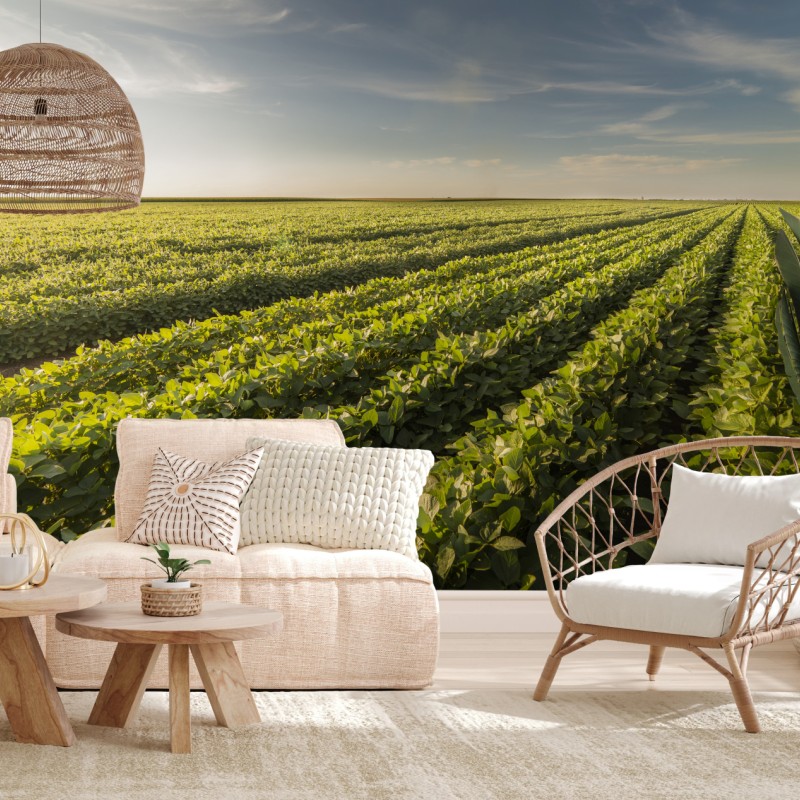 Fototapete sonnenbeschienenes sojafeld bei sonnenuntergang – Wallnifity®