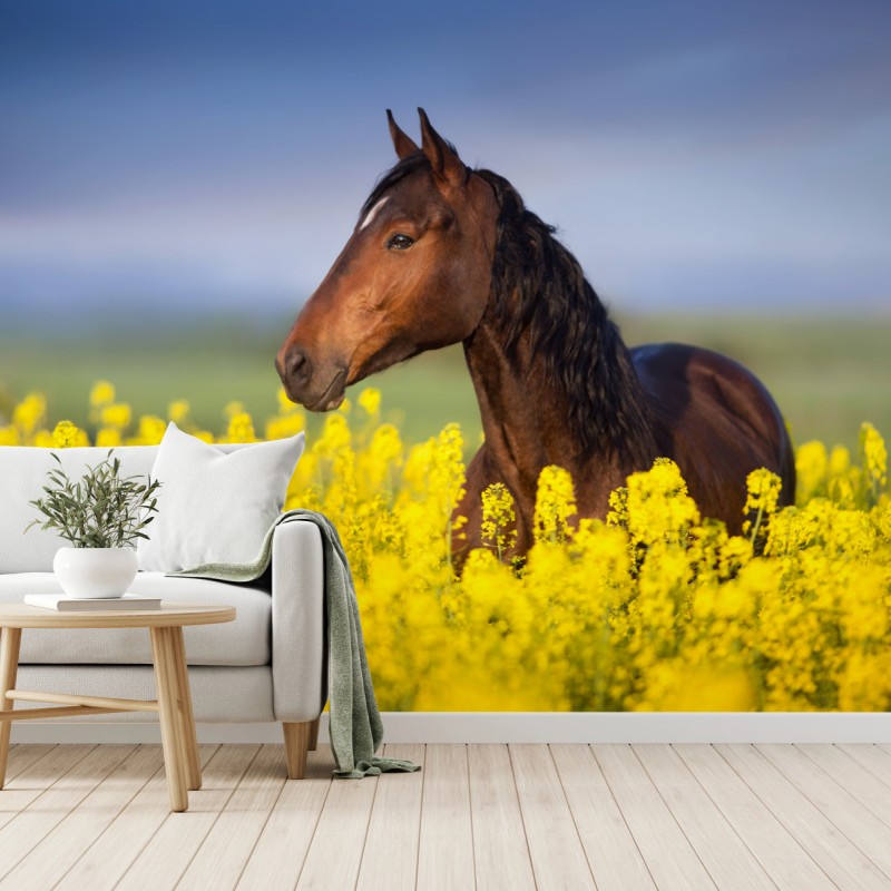 Fototapete braunes pferd im gelben rapsfeld – Wallnifity®