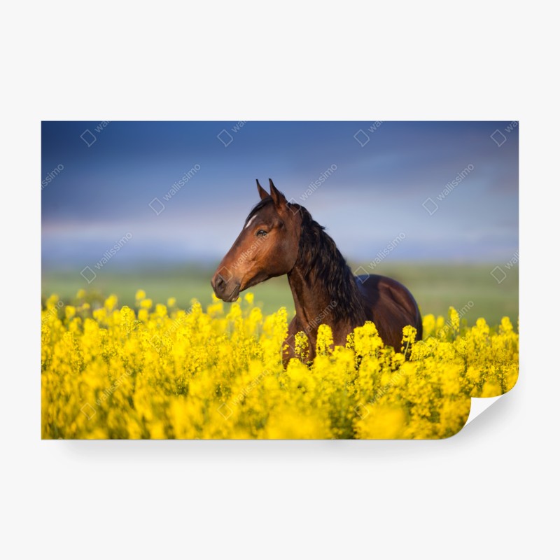 Fototapete rosa bonbonspirale – Wallnifity®