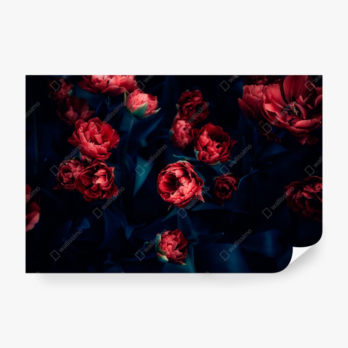 Fototapete dunkler roter tulpenstrauß – Wallnifity®