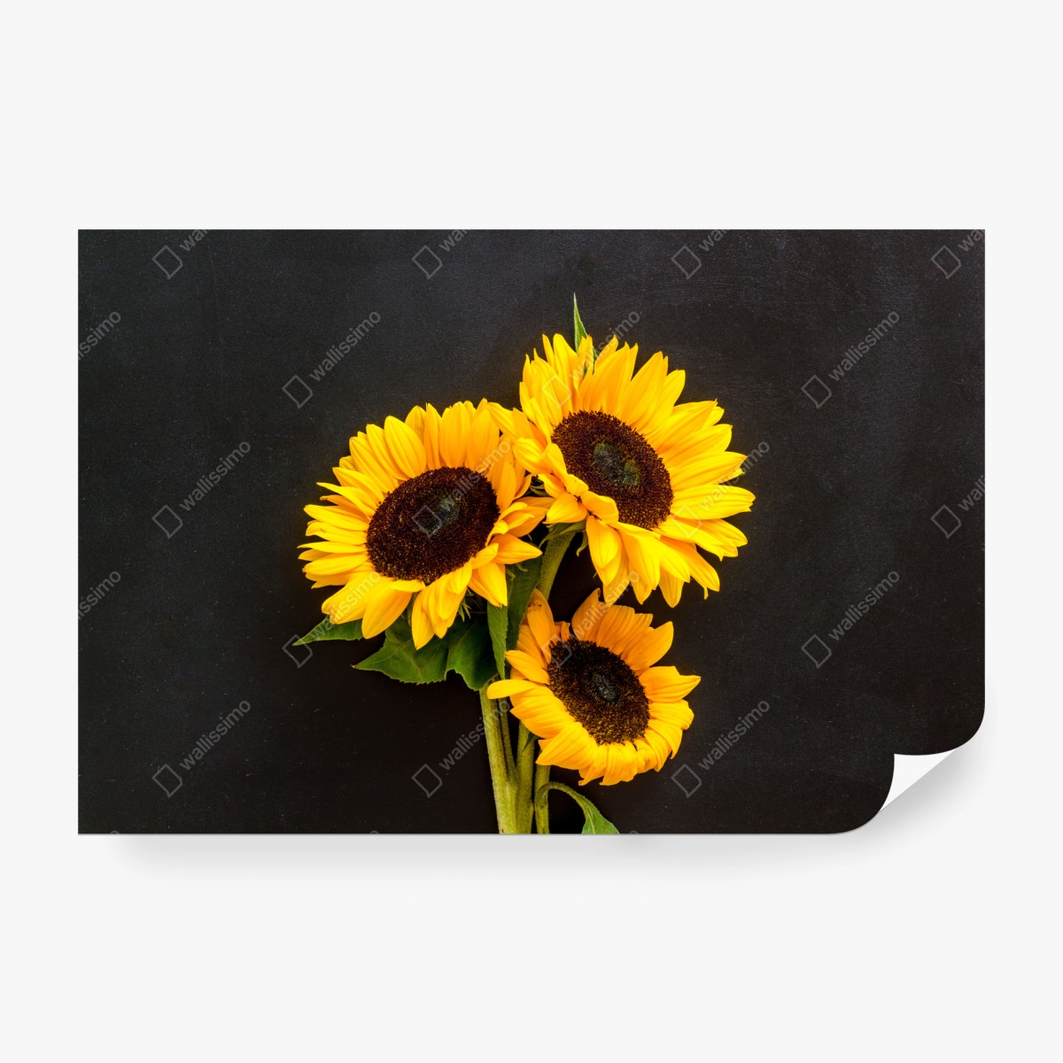 Fototapete leuchtende sonnenblumen auf schwarzem hintergrund – Wallnifity®
