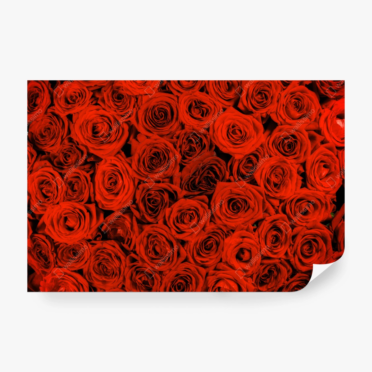 Fototapete prächtiger strauß roter rosen – Wallnifity®