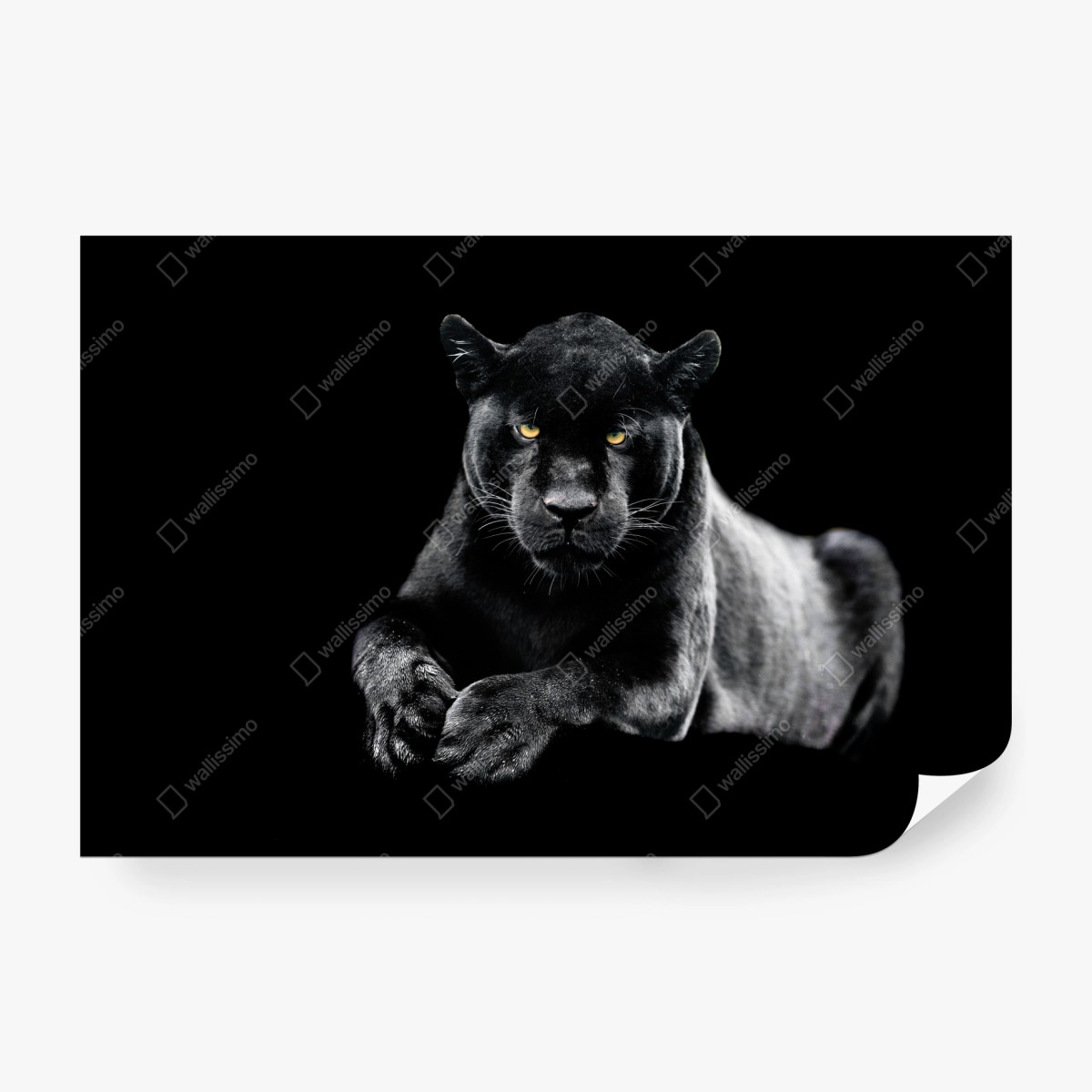 Fototapete porträt eines schwarzen panthers vor schwarzem hintergrund – Wallnifity®