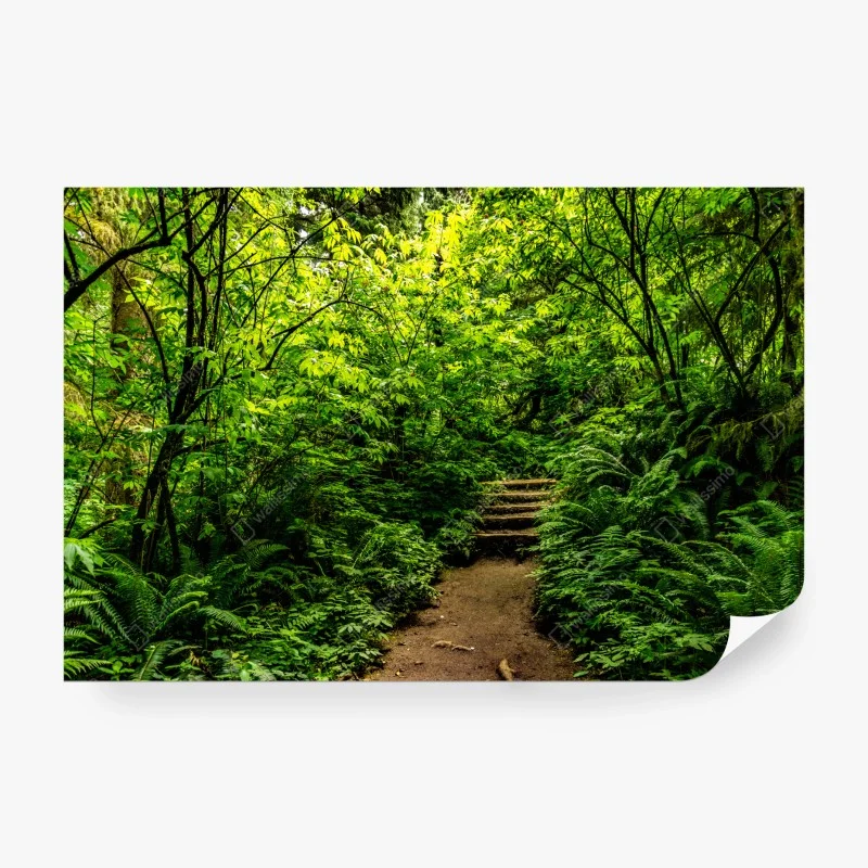 Fototapete üppiger waldpfad – Wallnifity®