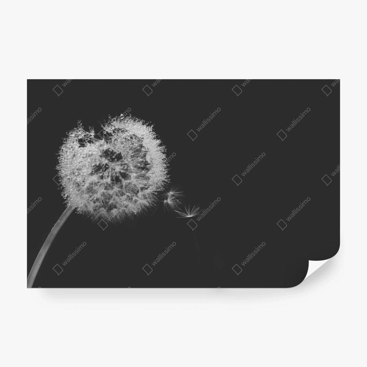 Fototapete zarter löwenzahn in monochrom – Wallnifity®