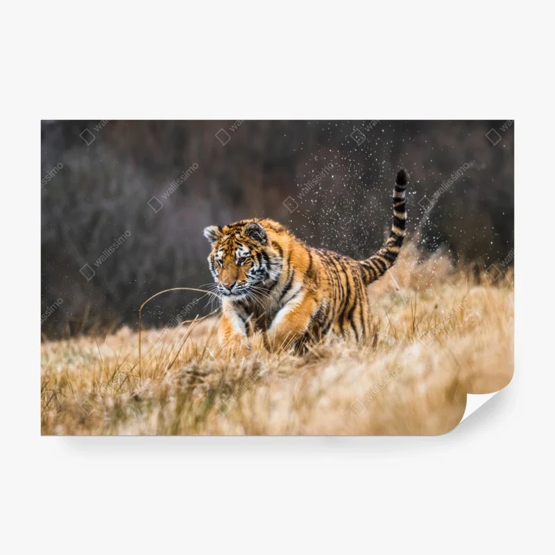Fototapete sibirischer tiger in bewegung