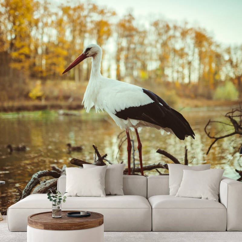 Fototapete weißer storch am herbstlichen see – Wallnifity®