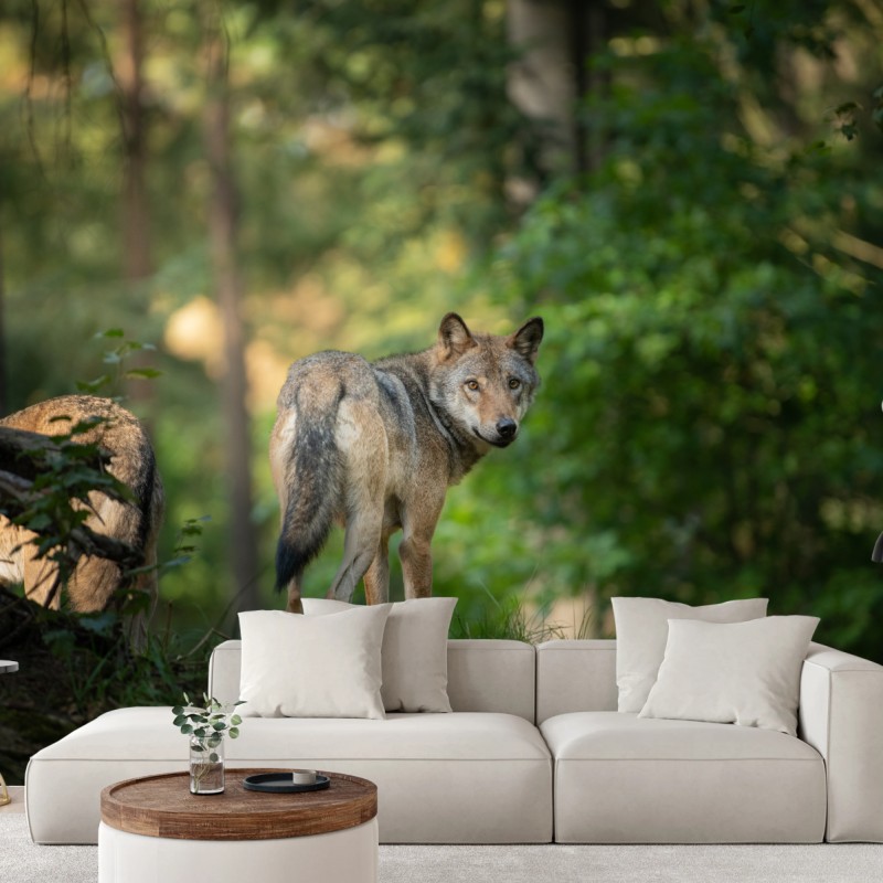 Fototapete wolf auf der lichtung im wald – Wallnifity®