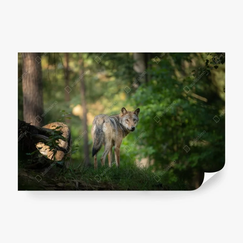Fototapete wolf auf der lichtung im wald