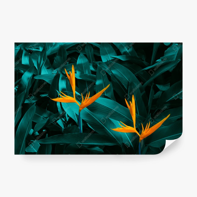 Fototapete lila makroblüte mit tautropfen – Wallnifity®