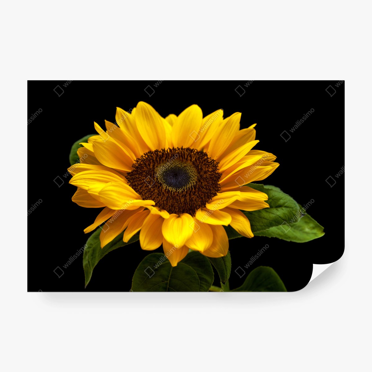 Fototapete leuchtende sonnenblume auf schwarzem hintergrund – Wallnifity®