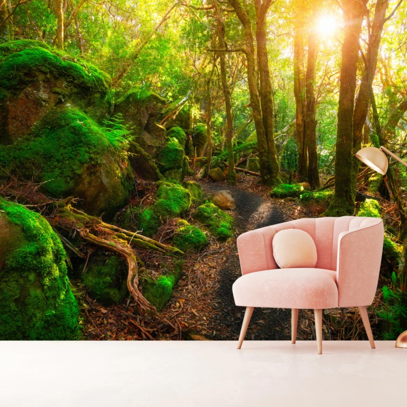 Fototapete sonniger pfad im regenwald der Tasman-Halbinsel, Tasmanien – Wallnifity®