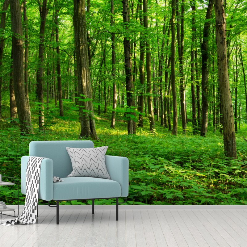 Fototapete sonniger grüner wald im frühling – Wallnifity®