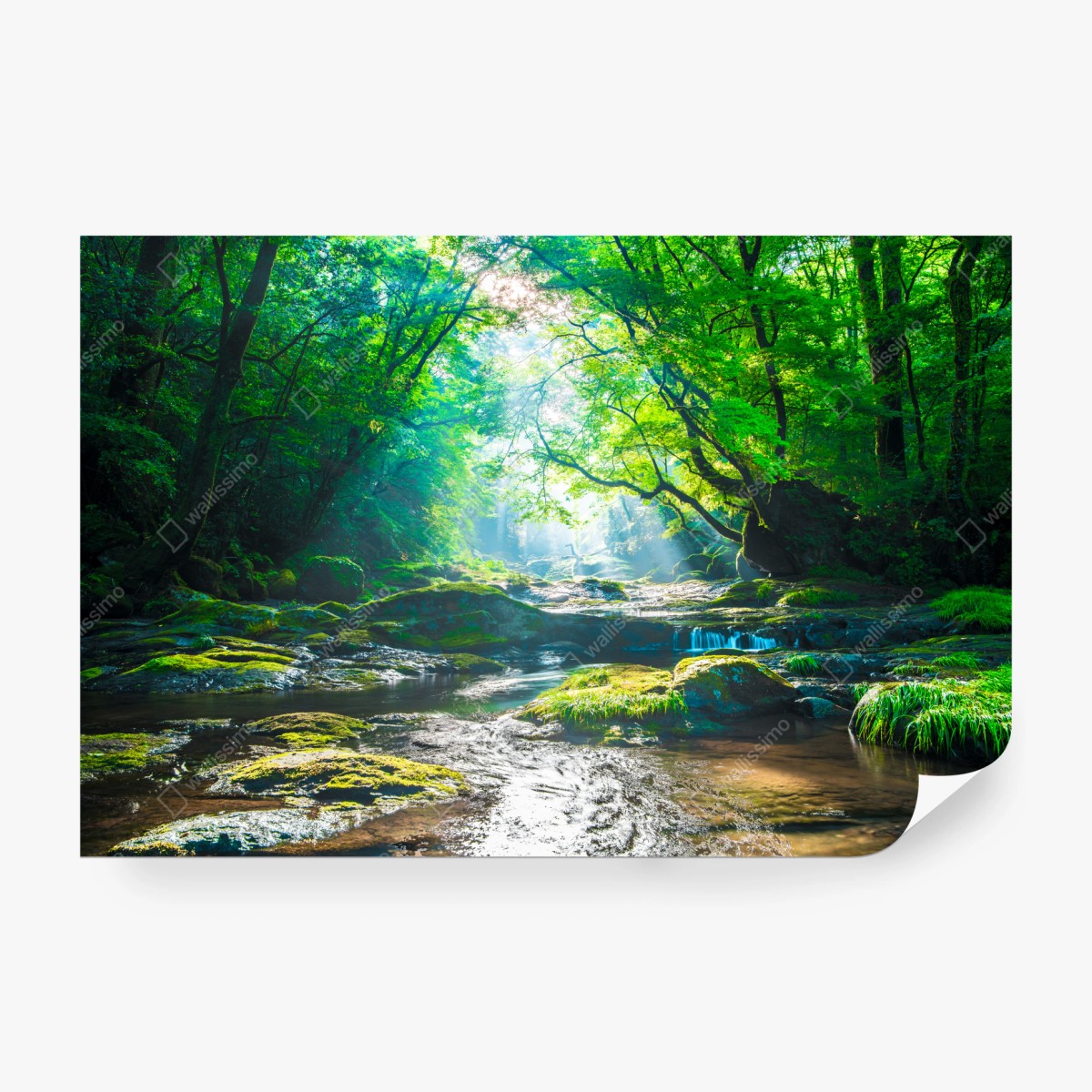 Fototapete sonnendurchfluteter waldbach mit moosbedeckten steinen – Wallnifity®