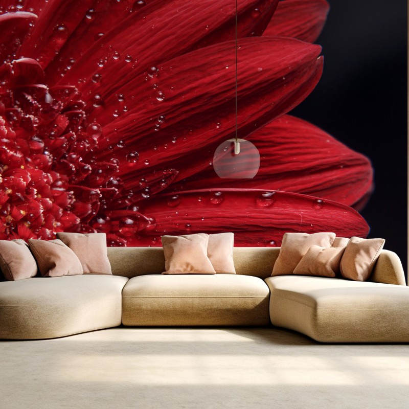 Fototapete rote gerbera makro mit wassertropfen – Wallnifity®