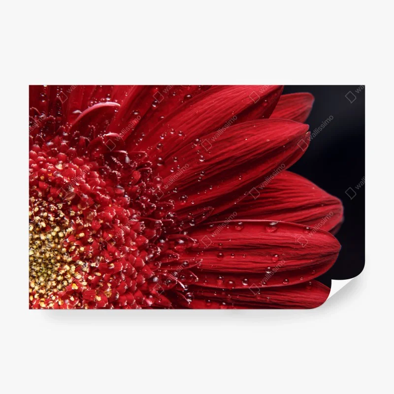 Fototapete rote gerbera makro mit wassertropfen