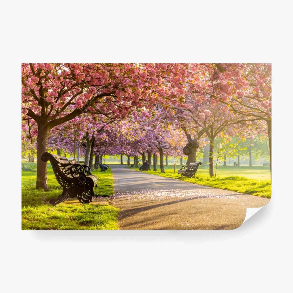 Fototapete kirschblütenallee im frühling – Wallnifity®