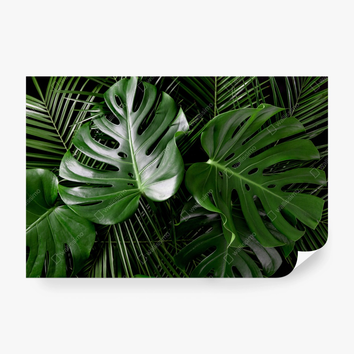 Fototapete üppige monstera-blätter – Wallnifity®