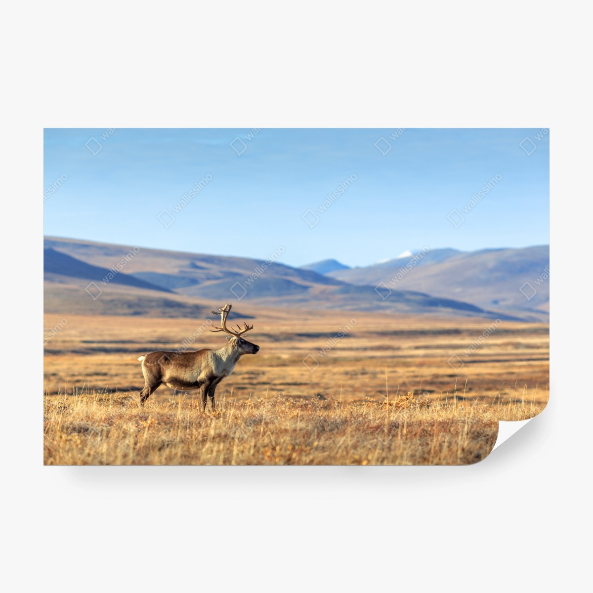 Fototapete einsames rentier in der Tundra von Tschukotka – Wallnifity®