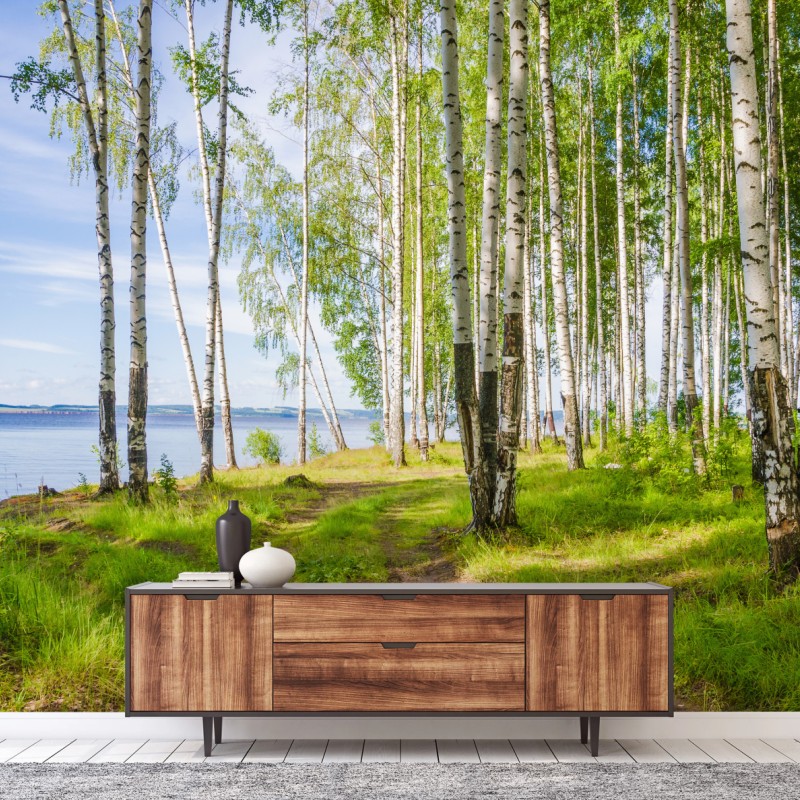 Fototapete sonnige birkenlichtung am wasser – Wallnifity®