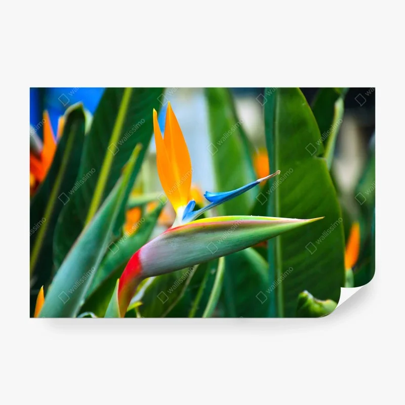 Fototapete leuchtende paradiesvogelblume