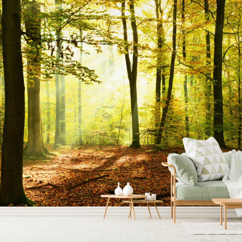 Fototapete goldener herbstwald am morgen – Wallnifity®