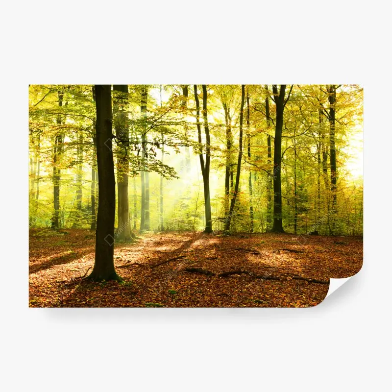 Fototapete goldener herbstwald am morgen