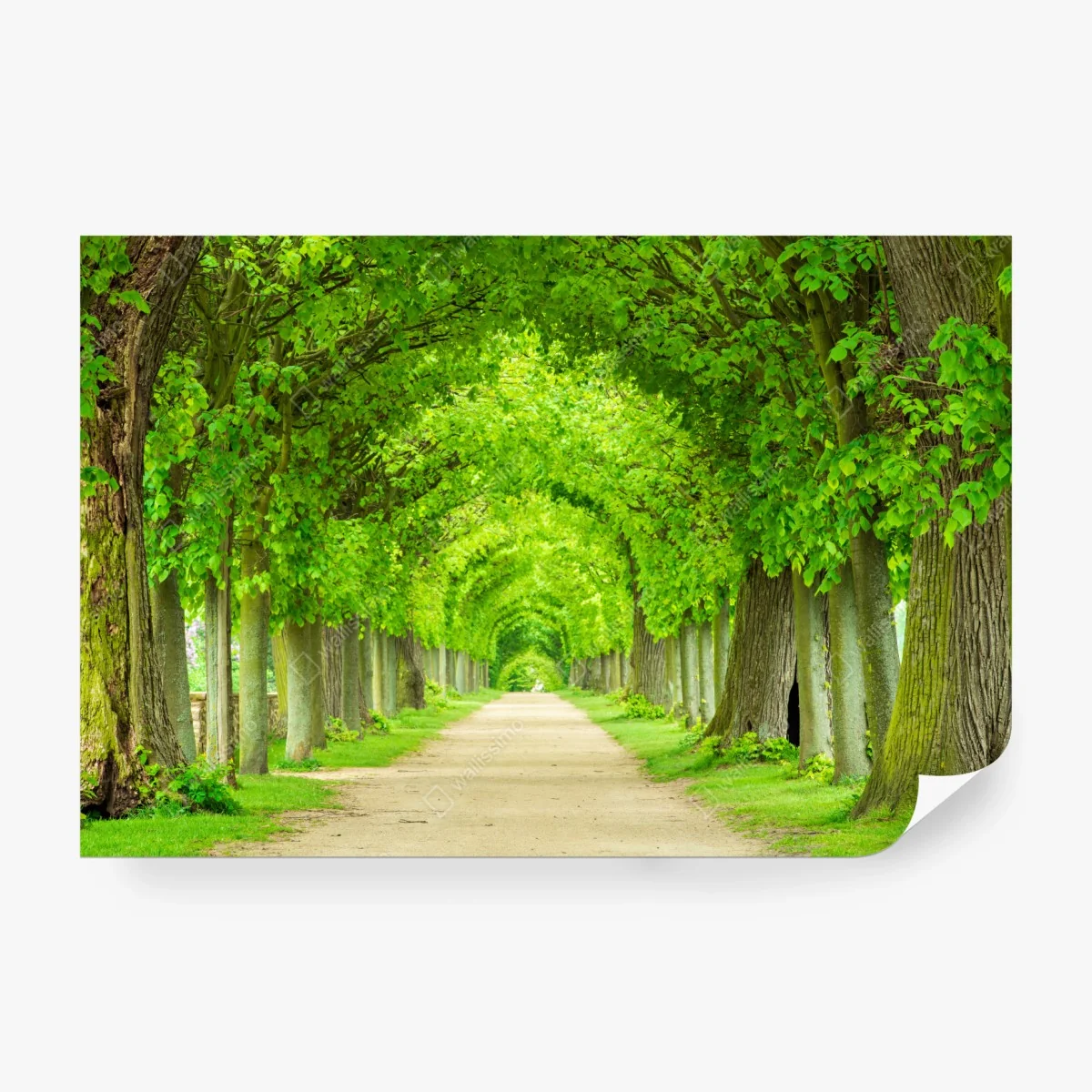 Fototapete grüner baumtunnel – Wallnifity® Fototapete grüner baumtunnel – Wallnifity®