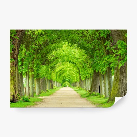 Fototapete grüner baumtunnel – Wallnifity®