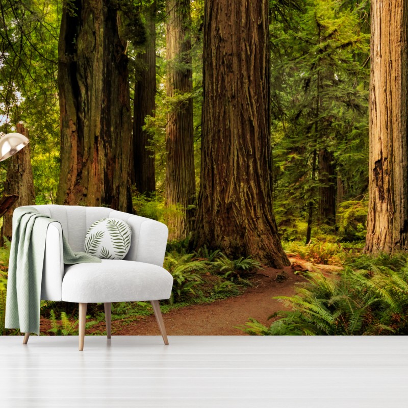 Fototapete Kalifornien mammutbäume waldweg – Wallnifity®