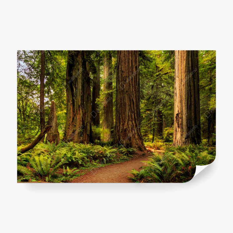 Fototapete tropischer steg im üppigen wald – Wallnifity®