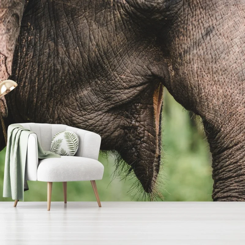 Fototapete asiatischer elefant nahaufnahme – Wallnifity®