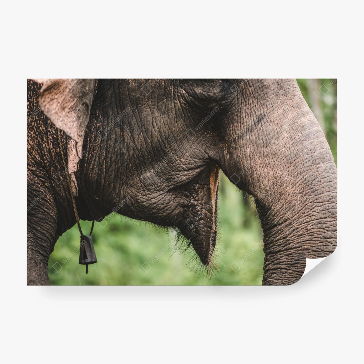 Fototapete asiatischer elefant nahaufnahme – Wallnifity®