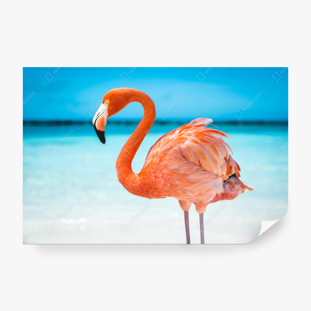 Fototapete leuchtender rosa flamingo am türkisfarbenen strand – Wallnifity®
